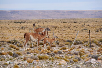 Two Guanaco and a baby Guanaco standing on a brown arid landscape in Patagonia.