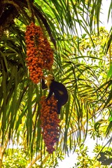 Obraz premium monkey in trees