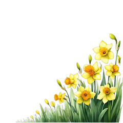 Obraz premium Yellow daffodils isolated on transparent background.