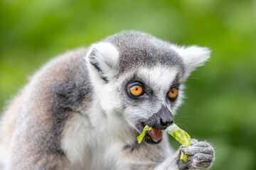 lemur feeding