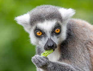 lemur feeding