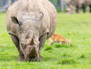 rhino feeding © SR7 Photo