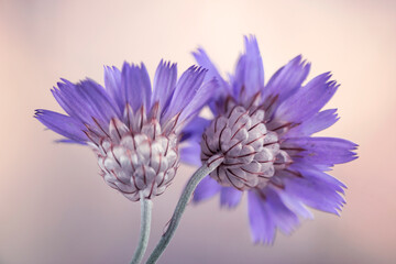 Fioletowe kwiaty Kupidynka na jasnym tle, tapeta, dekoracja. © mycatherina