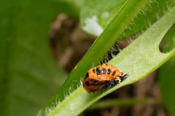 Close-up of a ladybug pupa on a blade of grass