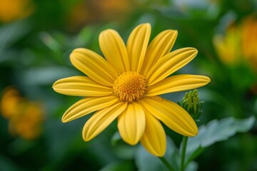 Obraz premium Yellow flower, green leaves