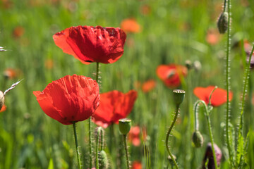 Fototapeta premium Klatschmohn wächst in einem Weizenfeld