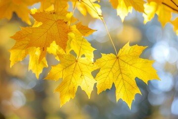 Obraz premium Sunlit tree branch with hanging yellow leaves