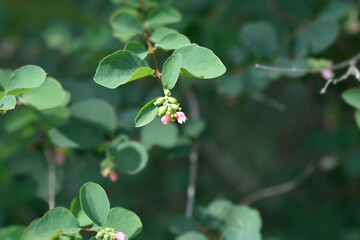 Common Snowberry small flowers