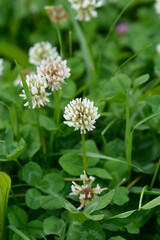 White clover flowers