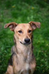 Close up portrait of cute and funny mixed breed dog sitting on the green grass. Dog, looking at the camera, waiting for adoption by pet parent High quality photo