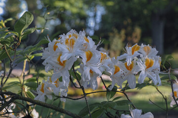 Im Park und Garten blühen schönste Rhododendron in zarten Farben