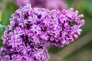 Lilac flowers macro