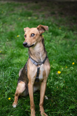 Mixed breed cute and funny dog sitting on the green grass looking at the camera. Dog for adoption, lovely and kawai light color fur dog High quality photo