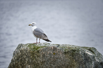 Seagull on a stone in Norway in front of a fjord. Seabird in Scandinavia. Animal