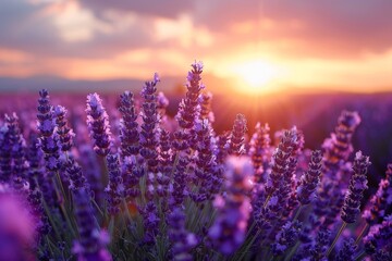Fototapeta premium Aromatic lavender fields in bloom, symbolizing relaxation and beauty. 
