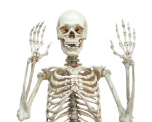 A skeleton is shown with its hands raised in the air