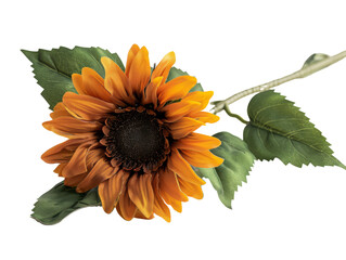 Close-up of a vibrant sunflower with green leaves, showcasing rich petal colors and intricate details on white background.