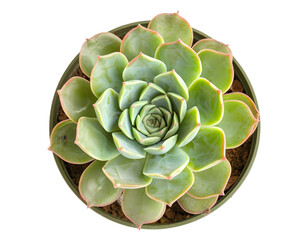 Obraz premium Succulent outdoor plant in small pot sitting a desk on transparent background