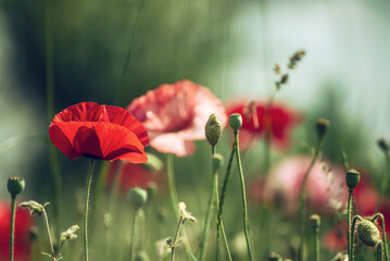 Obraz premium Red spring poppy