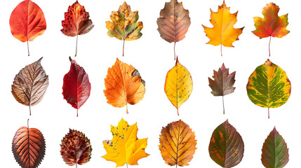 Collection beautiful colorful autumn leaves isolated on transparent background