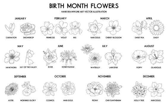 Birth month flower set, vector hand drawn isolated line art flowers and plants for greeting cards and invitations