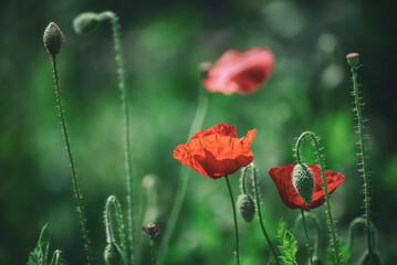 Obraz premium Red spring poppy