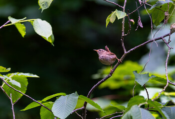 Wren, small bird with upright tail and brown feathers 