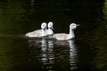 Fototapeta premium Three cygnets or baby mute swans 