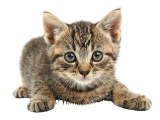 Fototapeta premium Adorable tabby kitten with expressive eyes, lying down on a white background. Perfect for pet and animal-themed projects or advertisements.