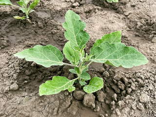 eggplant bush growing on a bed in a vegetable garden