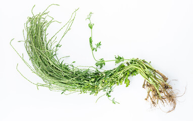 Fresh Chinese Herbs-Verbena