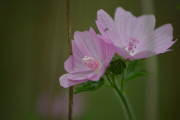 Fototapeta premium Zwei zarte Blüten-Romantisches Duo