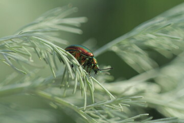 ladybug on a leaf