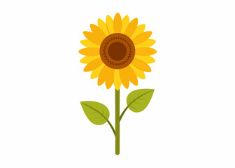 Sunflower vector illustration 