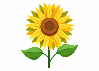 Sunflower vector illustration 