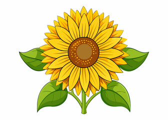 Sunflower vector illustration 