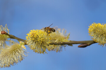 Abeille domestique --- Abeille mellifère (Apis mellifera)
Apis mellifera on an unidentified flower or plant
