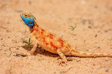 Kgalagadi Transfrontier Park one of the great parks of South Africa wildlife and hospitality in the Kalahari desert