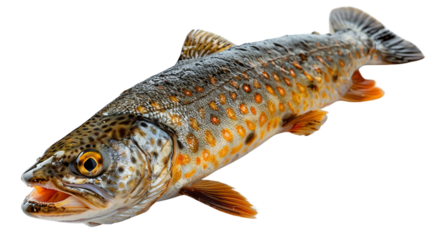Freshwater fish with brown and orange spots on its body.