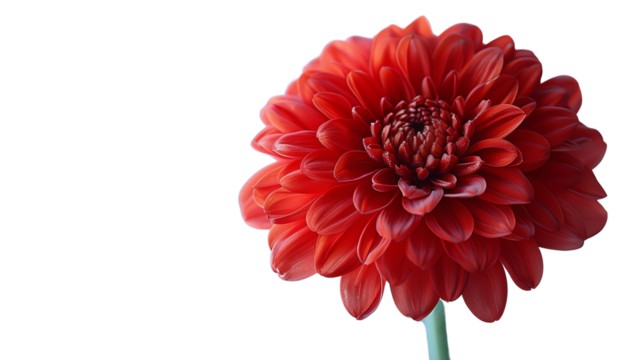 Red flower in full bloom against a black background.