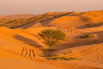 lone tree in the desert, Ras Al Khaimah, United Arab Emirates
