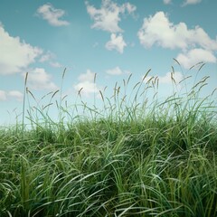 Fototapeta premium Field of tall green grass swaying in the wind against a blue sky with white clouds. The sky takes up about half of the image. The grassy field stretches out towards the horizon in the distance.