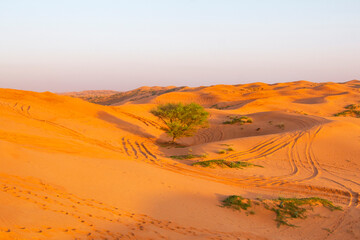 lone tree in the desert, Ras Al Khaimah, United Arab Emirates
