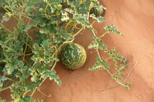 small watermelon in the desert, Ras Al Khaimah, United Arab Emirates