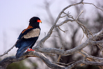 Kgalagadi Transfrontier Park one of the great parks of South Africa wildlife and hospitality in the Kalahari desert