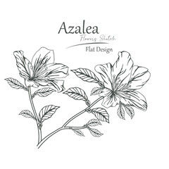 azalea flower sketch vector illustration.