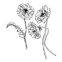 Hand drawn vector graphic botanical illustration flowers leaves. Red poppy papaver, stems buds seedpods. Field bouquet isolated on white background. Design wedding, cards, remembrance day stationery