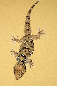 geco kgalagadi Transfrontier Park one of the great parks of South Africa wildlife and hospitality in the Kalahari desert