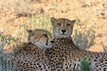 Kgalagadi Transfrontier Park one of the great parks of South Africa wildlife and hospitality in the Kalahari desert
