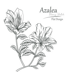 azalea flower sketch vector illustration.